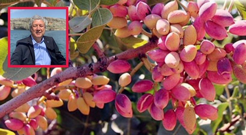 Urfalı fıstık üreticileri depoculukta Antep’e mahkum