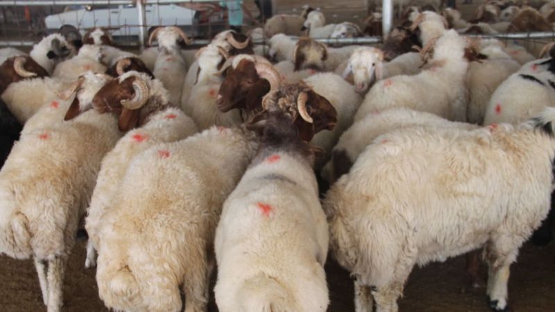 Et ve Süt Kurumu’ndan flaş kurbanlık açıklaması