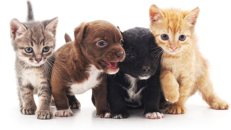 Pet shopda evcil havyan satışı yasaklandı