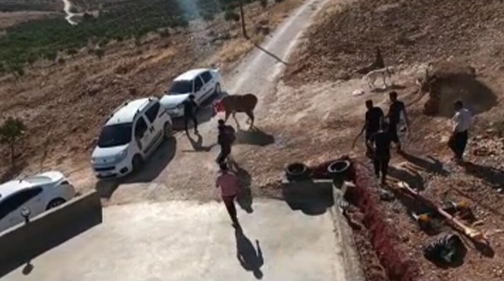 Şanlıurfa’da kurbanlık tosun kaçtı onlar kovaladı