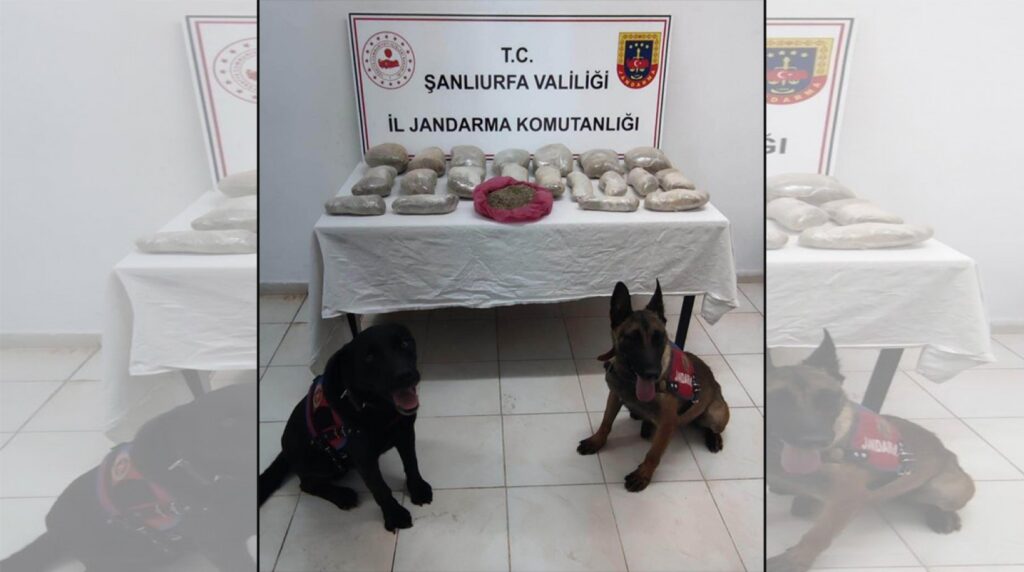 Suruç’ta 11 kilo bonzai ele geçirildi