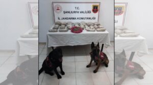 Suruç’ta 11 kilo bonzai ele geçirildi