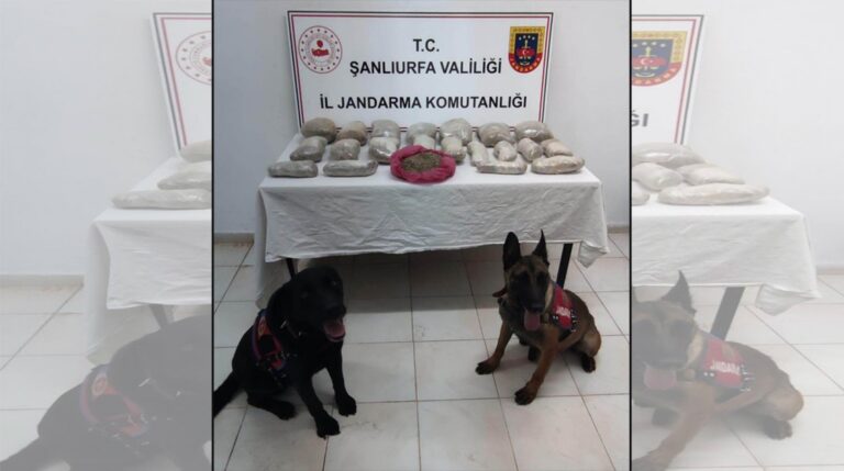 Suruç’ta 11 kilo bonzai ele geçirildi