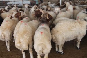 Şanlıurfa’da ilk kurbanlıklar kesildi