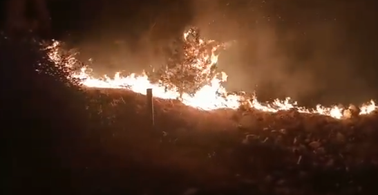 Urfa’da orman yangını!