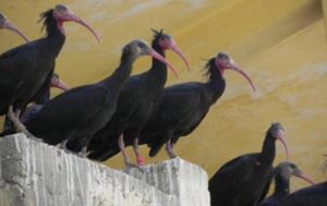 Şanlıurfa’daki Kelaynakların göç yolculuğu başladı
