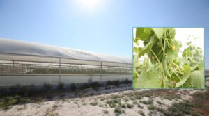 Şanlıurfa’da Sera Kent’te ilk ürünler hasat edilmeye başlandı