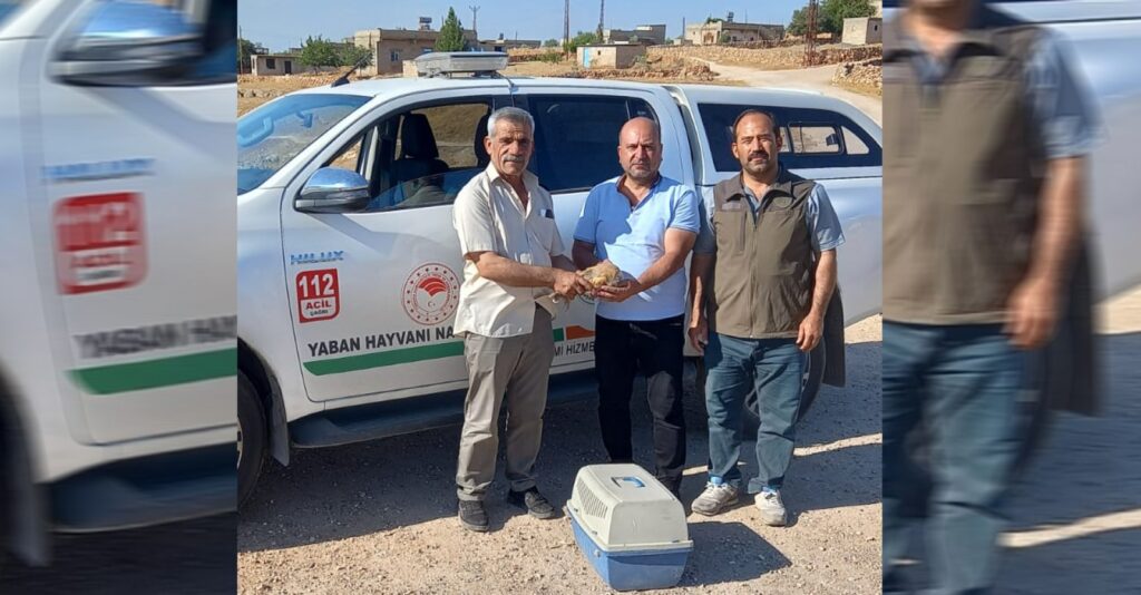 Şanlıurfa’da yaralı baykuş bulundu