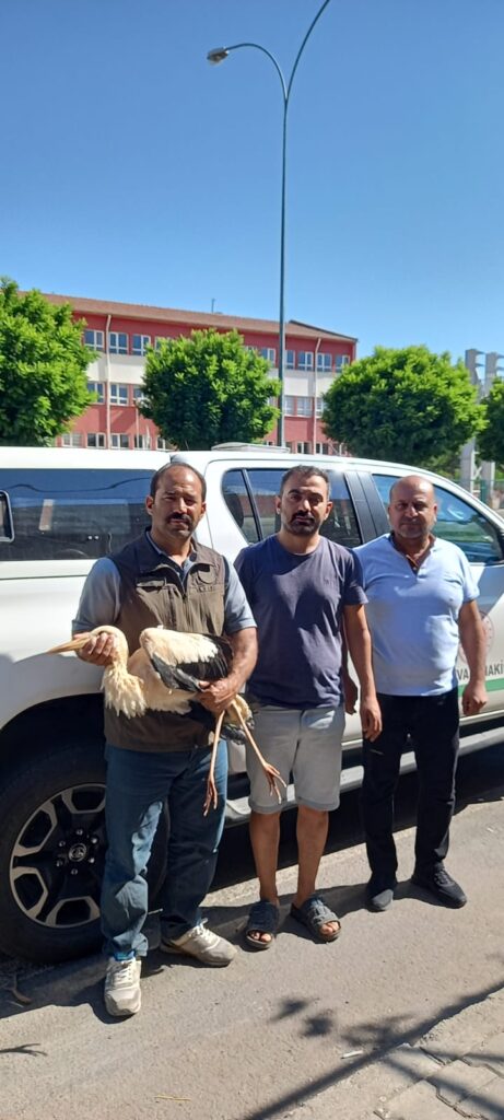 Şanlıurfa’da yaralı halde bulunan leylek tedavi altına alındı