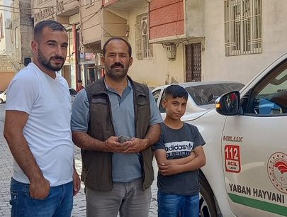 Şanlıurfa’da yavru baykuş tedavi altına alındı