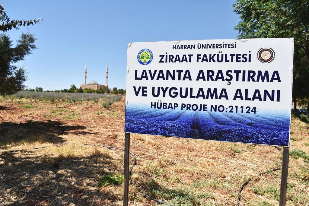 Harran Üniversitesinden verimsiz toprakları verimli hale getirme çalışması