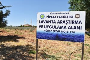 Harran Üniversitesinden verimsiz toprakları verimli hale getirme çalışması