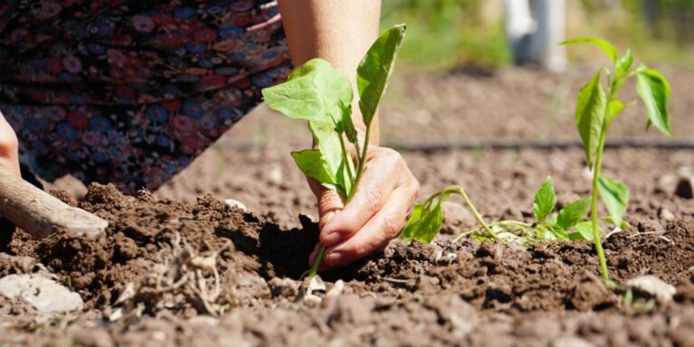 Bakanlıktan gıda fiyatlarını düşürecek hamle!