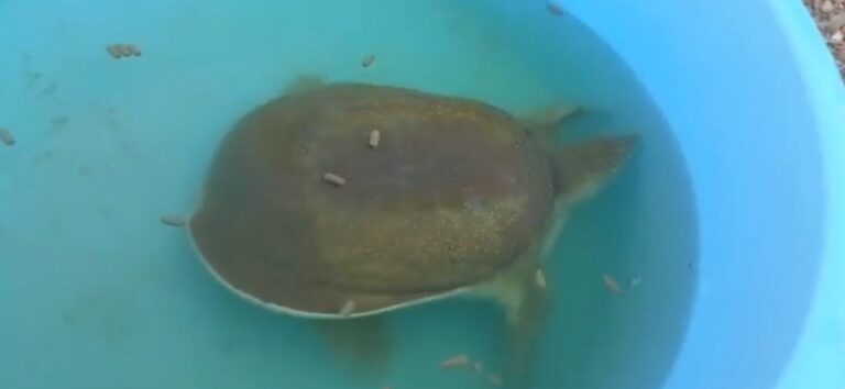 Birecik’te yaralı halde yavru Fırat kaplumbağası bulundu