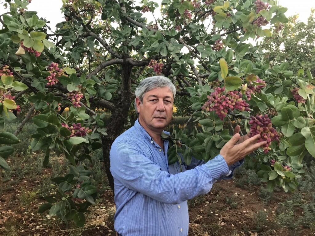 Fıstıkta 2022 yılı tahmini üretim maliyeti açıklandı