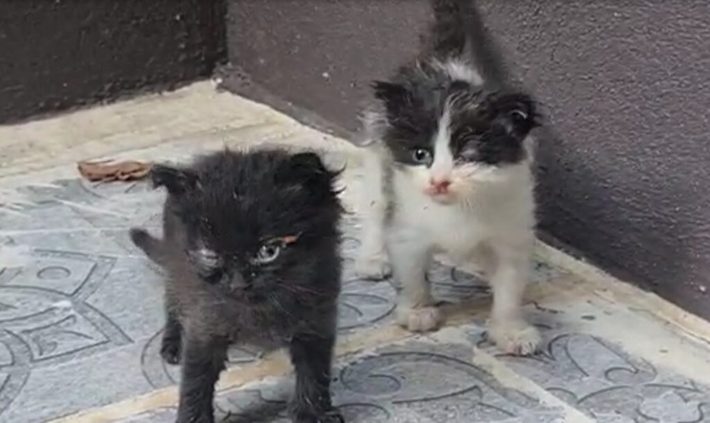 Gözleri iltihaplanan yavru kedilerin imdadına Hayvan Ambulansı ekipleri yetişti!