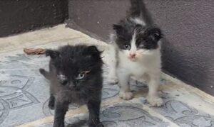 Gözleri iltihaplanan yavru kedilerin imdadına Hayvan Ambulansı ekipleri yetişti!