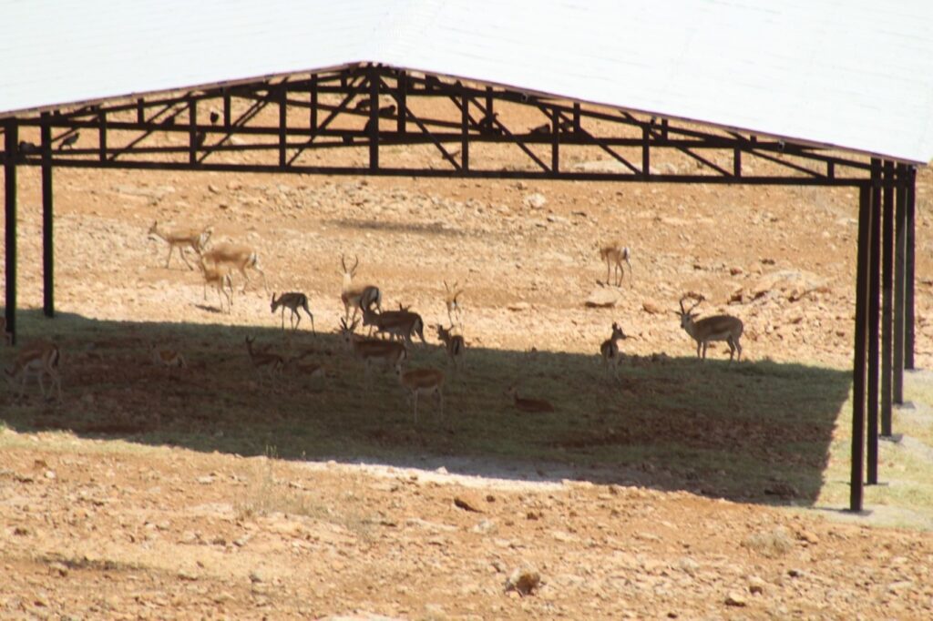 Urfa sıcakları ceylanları da bunalttı!