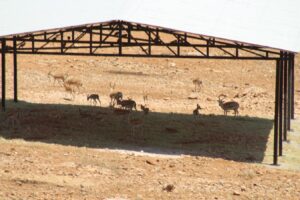 Urfa sıcakları ceylanları da bunalttı!