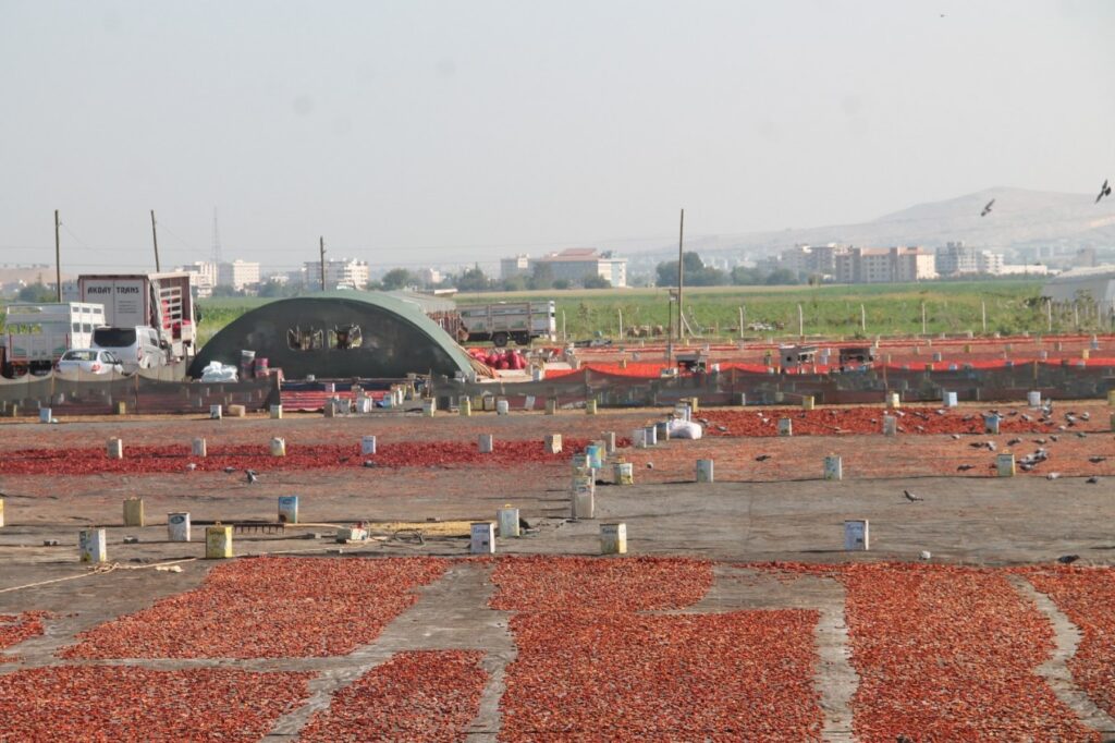 Şanlıurfa’da ‘acı’ mesaisi başladı