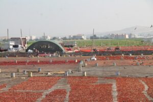 Şanlıurfa’da ‘acı’ mesaisi başladı