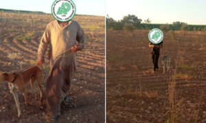 Urfa’da tazı ile avcılık yapan 2 kişiye idari yaptırım!