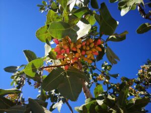 Urfa’da “Yeşil altın” hasadına başlandı