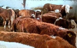 TÜİK duyurdu: Büyükbaş hayvan sayısı azaldı