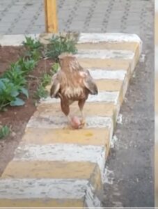 Yaralı halde bulanan kartal iyileştirildiği yerden ayrılmıyor