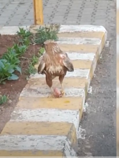 Yaralı halde bulanan kartal iyileştirildiği yerden ayrılmıyor