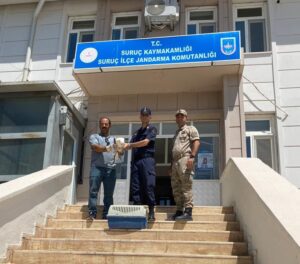 Yaralı martın yardımına jandarma koştu