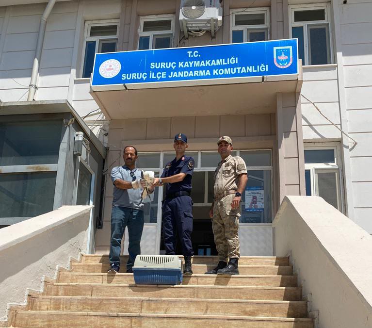 Yaralı martın yardımına jandarma koştu
