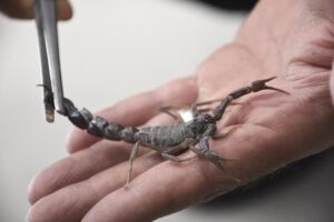 Harran Üniversitesi’nde Akrep Zehrinden Meme Kanseri İlacı Geliştiriliyor