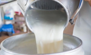 Çiğ süt fiyatlarına zam geliyor