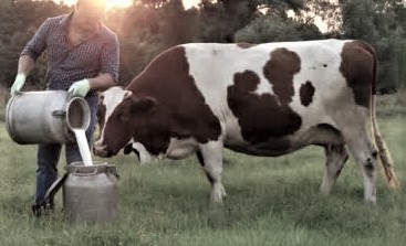 İnek sütü üretimi arttı