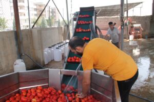 Şanlıurfa’da domates ve biber mesaisi başladı