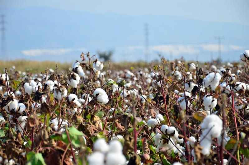 Şanlıurfa’da pamuk biçim ücretleri açıklandı
