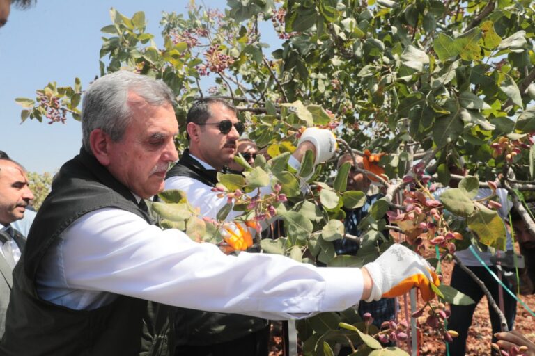 Şanlıurfa Valisi Ayhan ve Beyazgül fıstık hasadına katıldı
