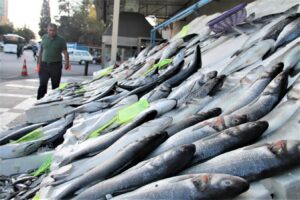Şanlıurfa’da balık çok alan yok!