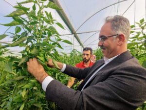 Eyyübiye Sera Kent’te onuncu biber hasadı yapıldı