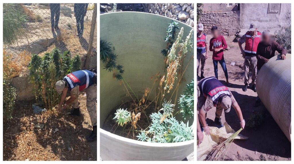 Eyyübiye’de evde Hint keneviri yetiştiren 2 zanlı yakalandı