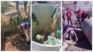 Eyyübiye’de evde Hint keneviri yetiştiren 2 zanlı yakalandı