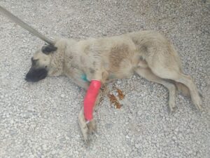 Şanlıurfa’da yaralı halde bulunan köpek tedavi altına alındı