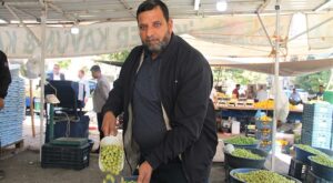 Şanlıurfa’da yeşil zeytin tezgâha indi