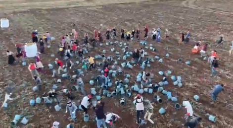 Urfalı tarım işçilerinin patates hasadı bitti