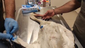 Yaralı leylek Şanlıurfa’da sağlığına kavuşacak