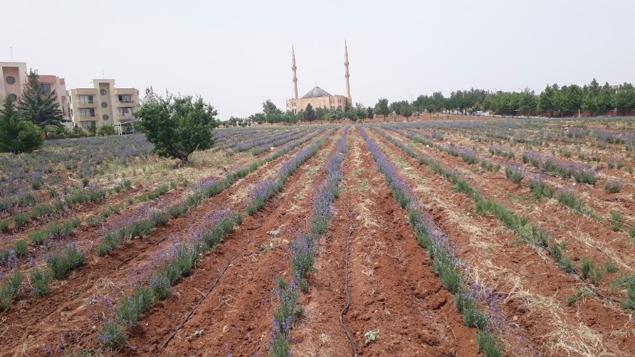 Tarıma Elverişli Olmayan Arazilerin Bitkisi Lavanta; Bir Sefer Ek, 30 Yıl Verim Al