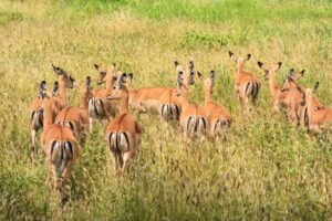 Hobi olarak barındırılabilecek av ve yaban hayvanı sayısı arttı