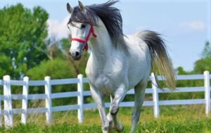 TİGEM’den dondurulmuş sperma ihracatı