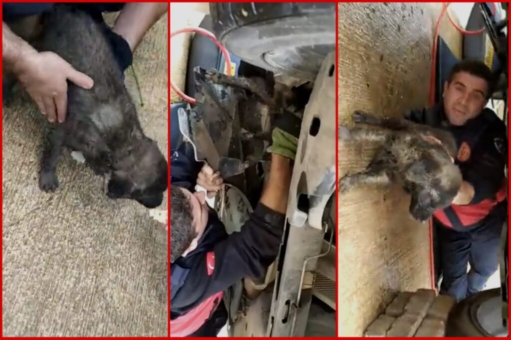 Şanlıurfa’da otomobil motoruna sıkışan köpek kurtarıldı